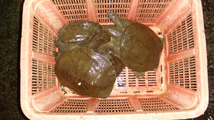 九龍吐水浴佛恩