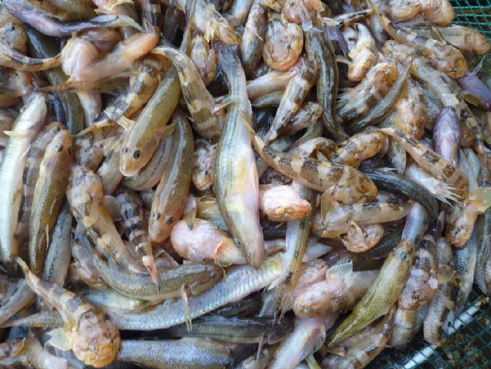 很多人仍然不相信我的話－放生可以成佛