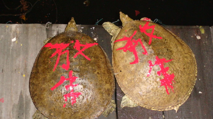 那光音注入我生命-從放生中找到人生的真意義