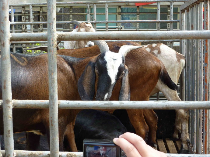 台南護生園放咩咩