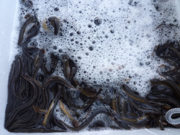 見小紅魚尚餘睡態　卻為誰贖債還金