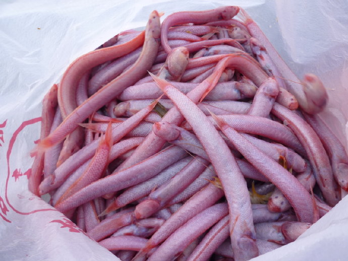 見小紅魚尚餘睡態　卻為誰贖債還金