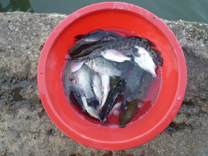 很多人仍然不相信我的話－放生可以成佛