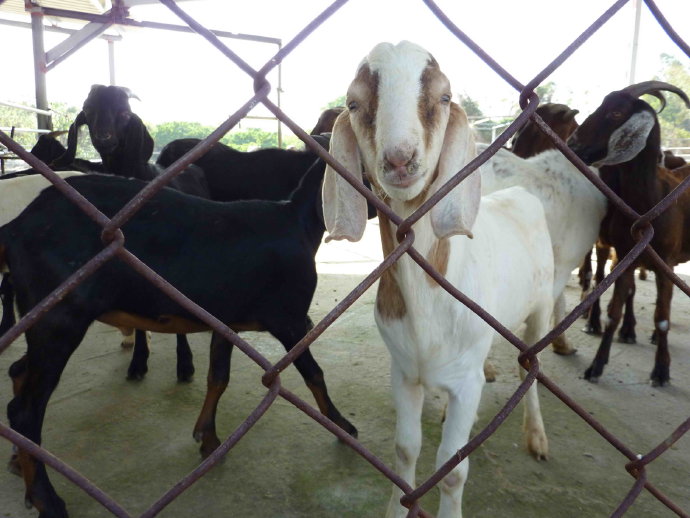 台南護生園放咩咩