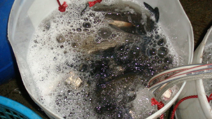 九龍吐水浴佛恩