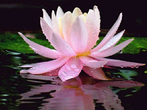 此際夜闌月照蓮荷韻，金風拂冷共君再重臨。