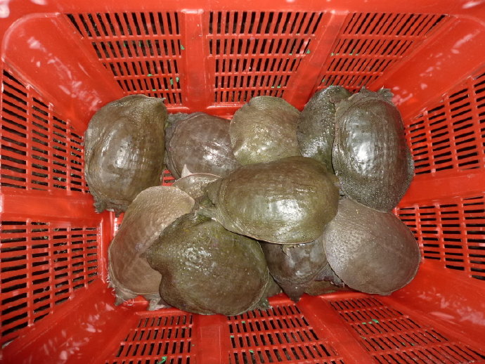 小魚仙　惹人憐　祝福他生飛奔快樂天