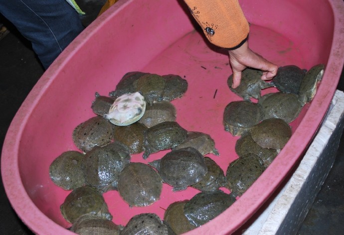 善心莲心联合浙江多宝讲寺举行大型放生