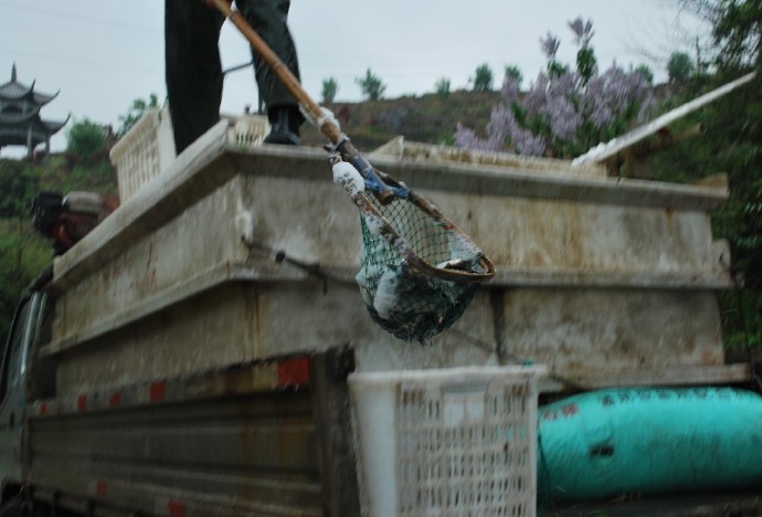 善心莲心联合浙江多宝讲寺举行大型放生