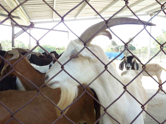 台南護生園放咩咩