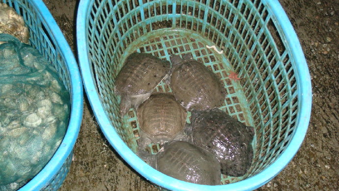 九龍吐水浴佛恩