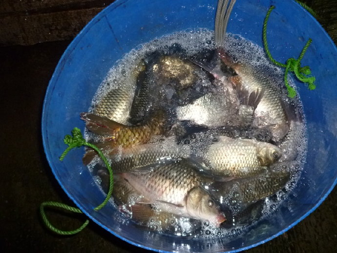 很多人仍然不相信我的話－放生可以成佛