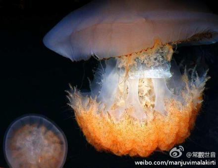 请问海蜇可以吃吗？