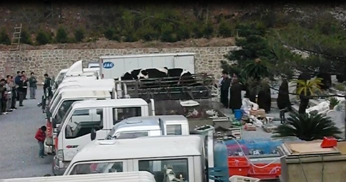 善心蓮心禮請遼寧海城大悲寺全體法師主持救劫大放生