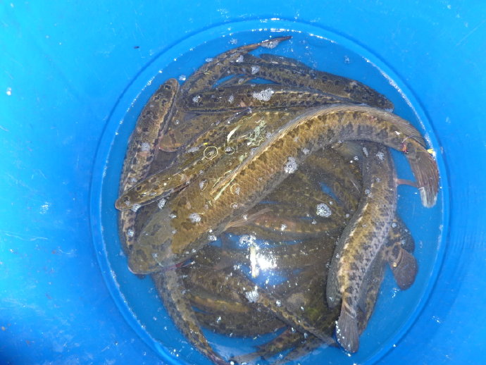 很多人仍然不相信我的話－放生可以成佛