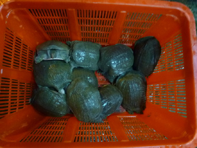 很多人仍然不相信我的話－放生可以成佛