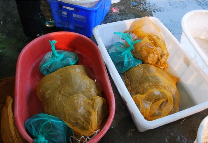 善心莲心联合浙江多宝讲寺举行大型放生