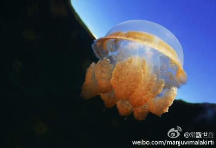 请问海蜇可以吃吗？