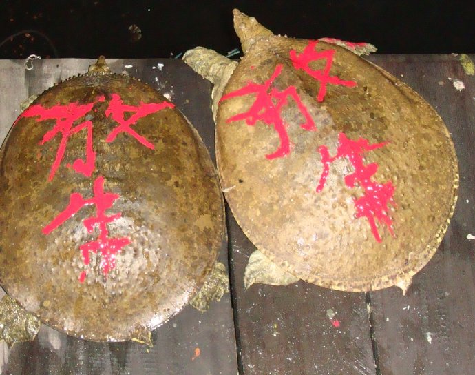 那光音注入我生命-從放生中找到人生的真意義