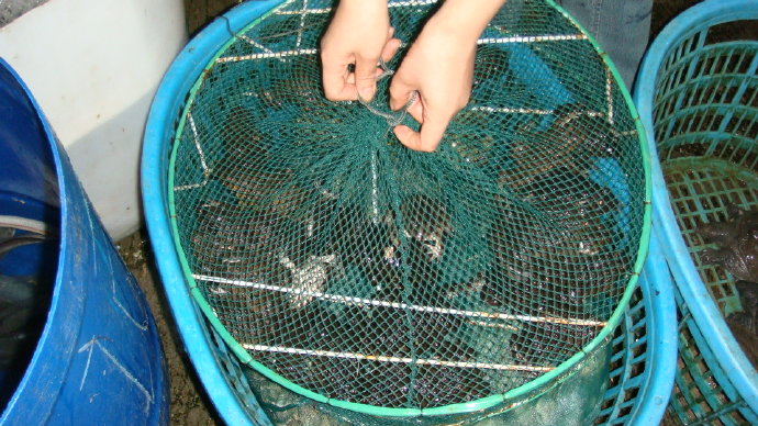 九龍吐水浴佛恩