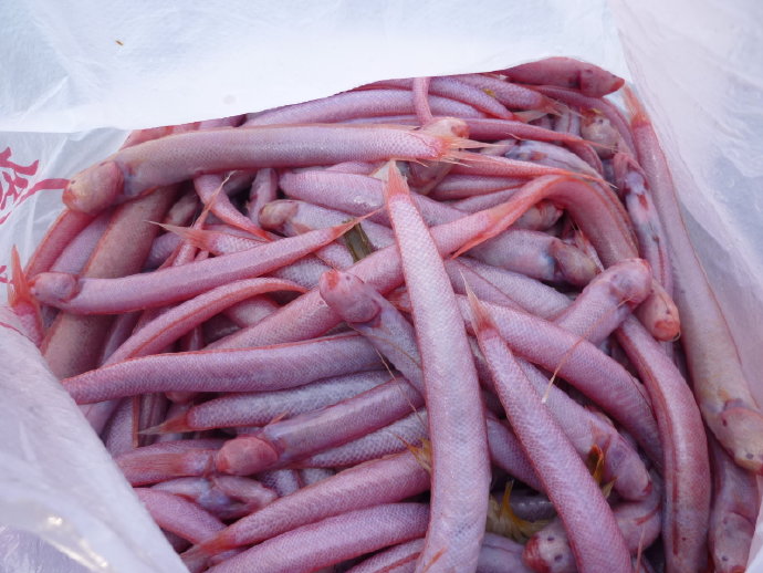 見小紅魚尚餘睡態　卻為誰贖債還金