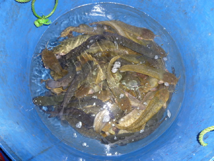 很多人仍然不相信我的話－放生可以成佛