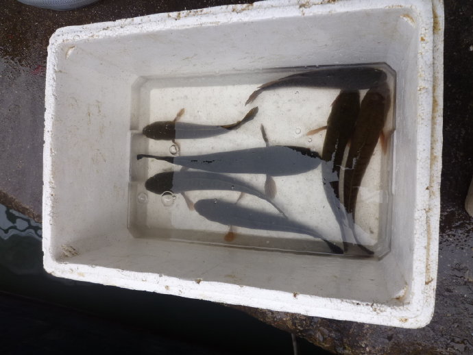 小魚仙　惹人憐　祝福他生飛奔快樂天