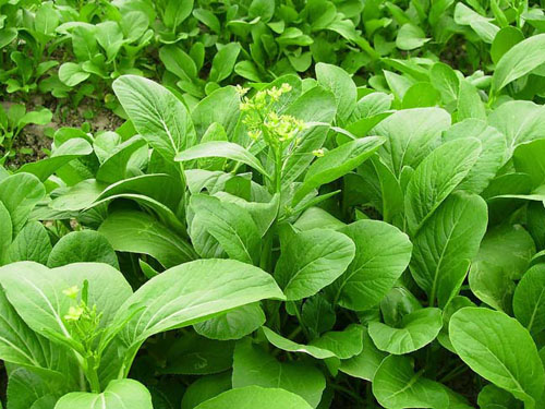 十字花科芸薹属的菜类