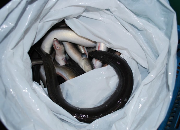 善心莲心联合浙江多宝讲寺举行大型放生