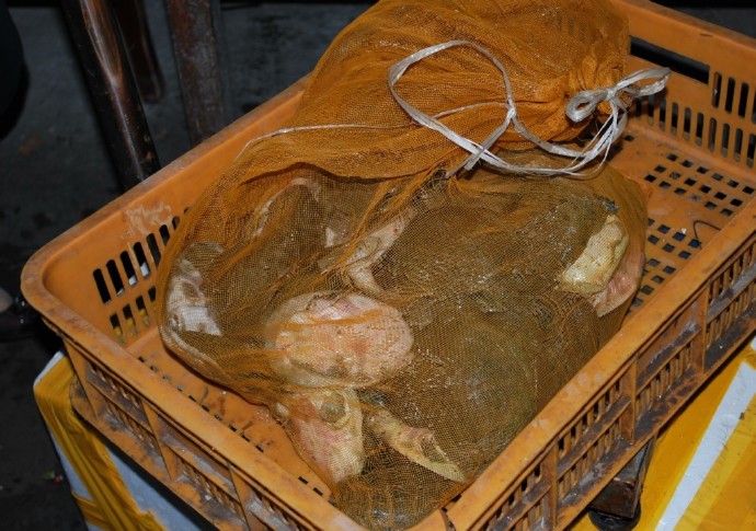 善心莲心联合浙江多宝讲寺举行大型放生