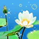 看七寶池中倒影，願佛身邊坐的是你！