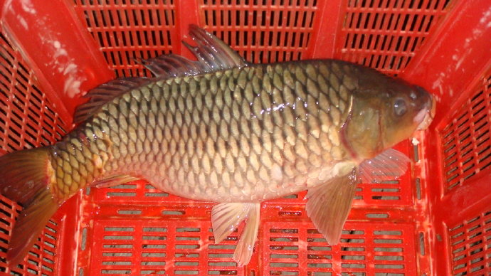 那光音注入我生命-從放生中找到人生的真意義