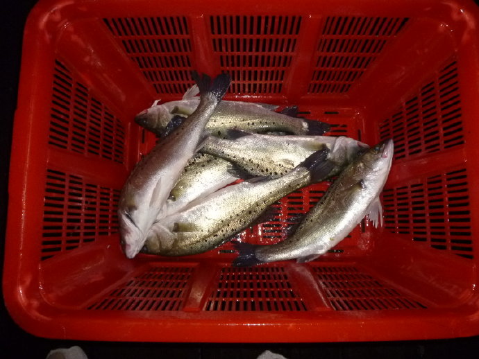 小魚仙　惹人憐　祝福他生飛奔快樂天