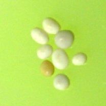 南无西方极乐净土广钦菩萨摩诃萨