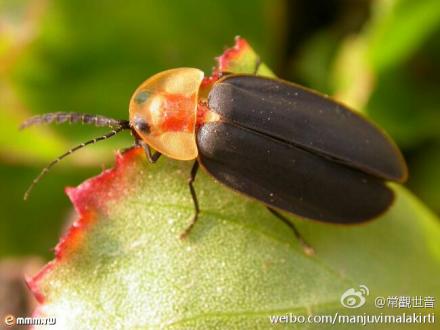 萤火虫是地狱余报