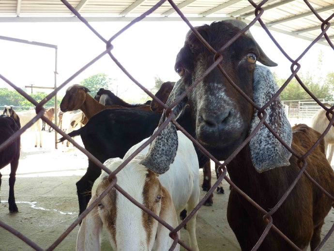 台南護生園放咩咩