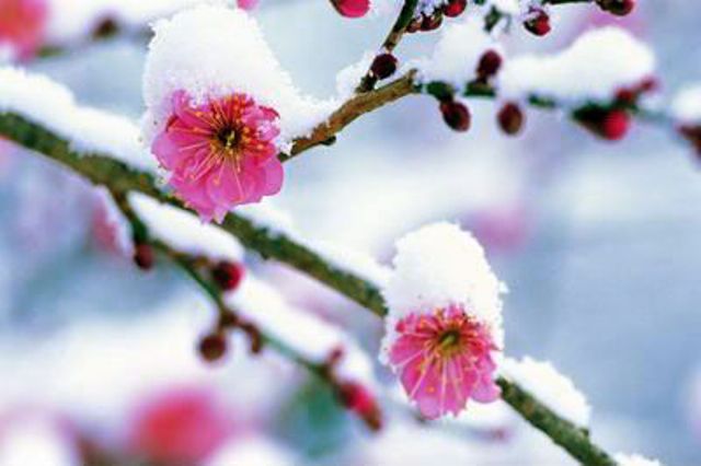 雪花紛飛，重來塵世一切也為你，共你相見在這地。