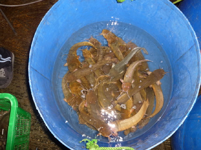 小魚仙　惹人憐　祝福他生飛奔快樂天