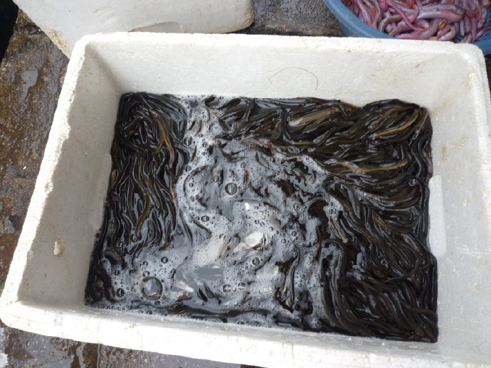 小魚仙　惹人憐　祝福他生飛奔快樂天