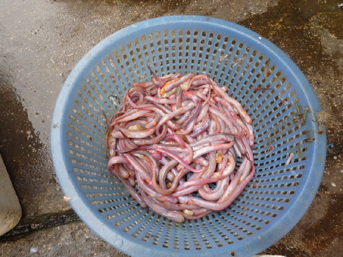 小魚仙　惹人憐　祝福他生飛奔快樂天