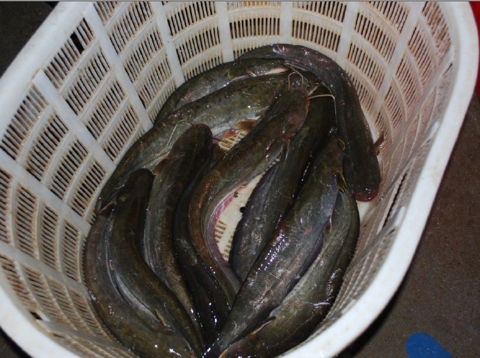 善心莲心联合浙江多宝讲寺举行大型放生