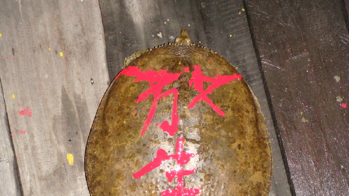 那光音注入我生命-從放生中找到人生的真意義