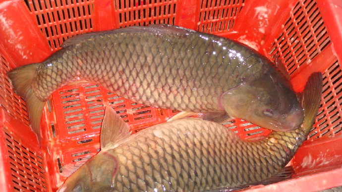 那光音注入我生命-從放生中找到人生的真意義