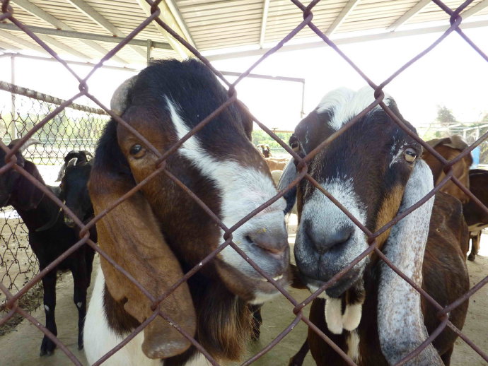 台南護生園放咩咩
