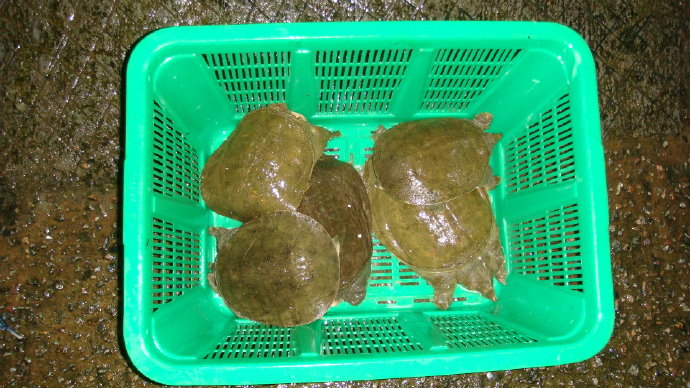 九龍吐水浴佛恩