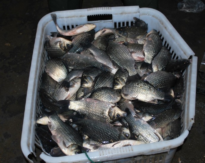 善心莲心联合浙江多宝讲寺举行大型放生