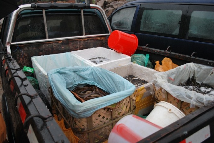 善心莲心联合浙江多宝讲寺举行大型放生