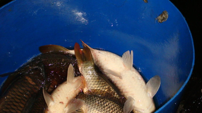 那光音注入我生命-從放生中找到人生的真意義