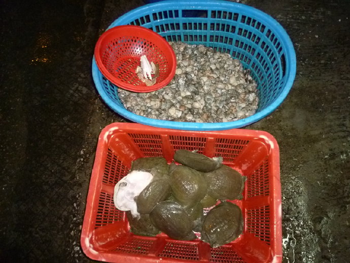 小魚仙　惹人憐　祝福他生飛奔快樂天