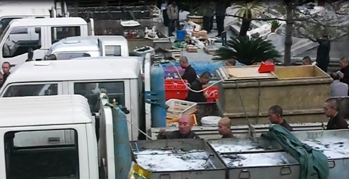 善心蓮心禮請遼寧海城大悲寺全體法師主持救劫大放生